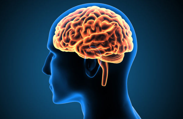 5 Ways to Support Brain Health